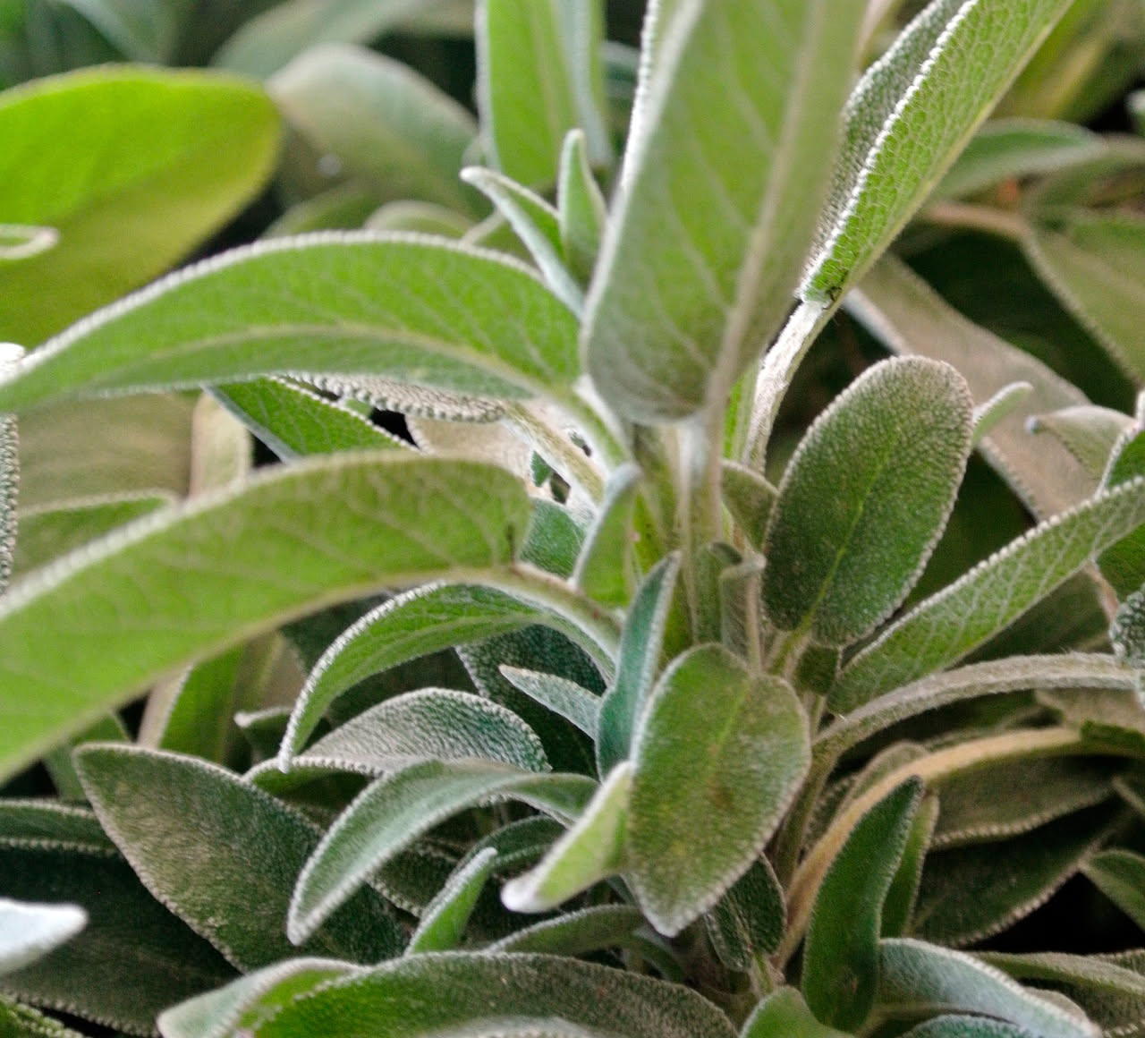Pianta di salvia fresca con foglie verdi grigio-argento, fiori viola e steli sottili, fotografata in luce naturale su sfondo di terra fertile mediterranea