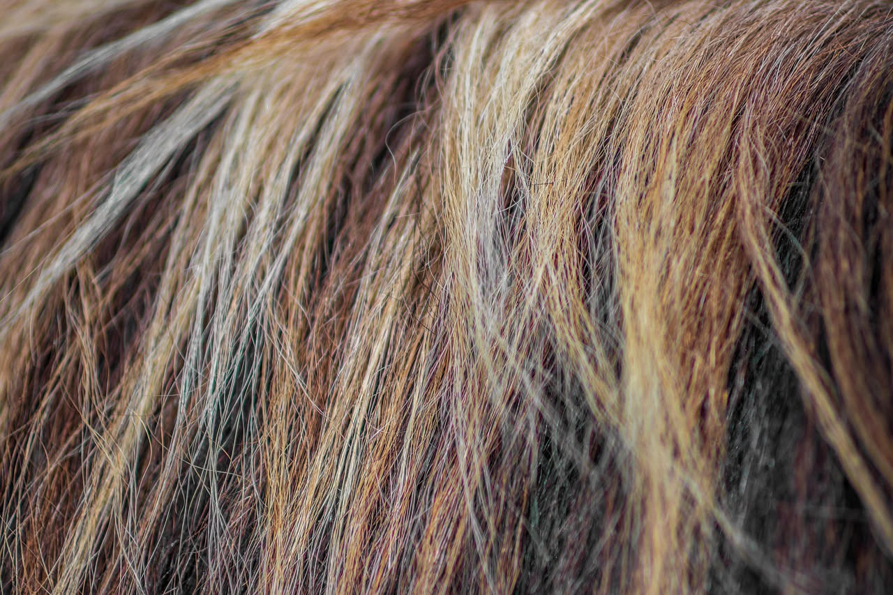 Dettaglio di capelli castani con riflessi dorati e miele sfumati naturalmente, che mostrano l'effetto balayage su una superficie morbida di lino chiaro