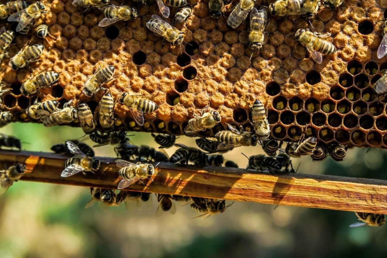 Perché la cera d’api viene utilizzata nei cosmetici da migliaia di anni?